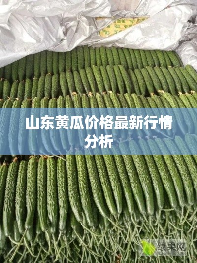 山东黄瓜价格最新行情分析