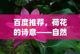 百度推荐，荷花的诗意——自然美与文学韵味的完美融合