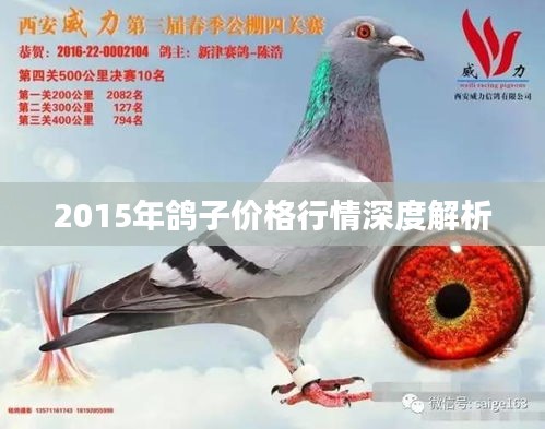 2015年鸽子价格行情深度解析