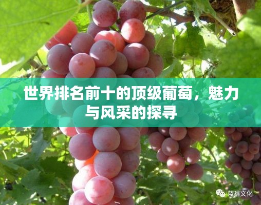 世界排名前十的顶级葡萄,魅力与风采的探寻
