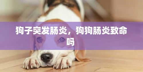 狗子突发肠炎,狗狗肠炎致命吗